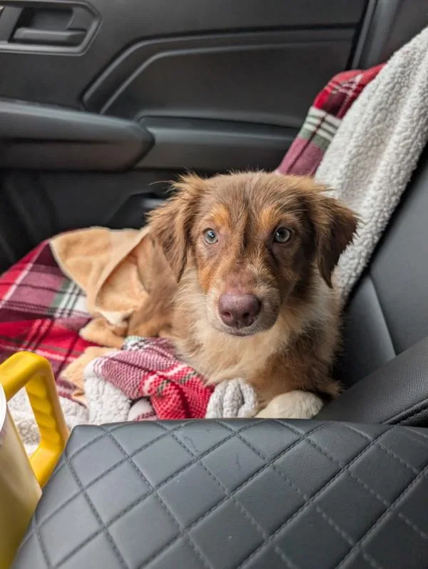 A baby medium-sized female Australian Shepherd dog named Pup for adoption in Salisbury, MD