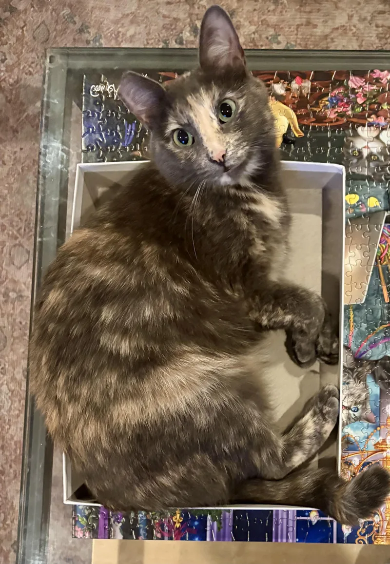 An adult medium-sized female Dilute Tortoiseshell Domestic Short Hair cat named Ambrosia for adoption in San Juan Capistrano, CA