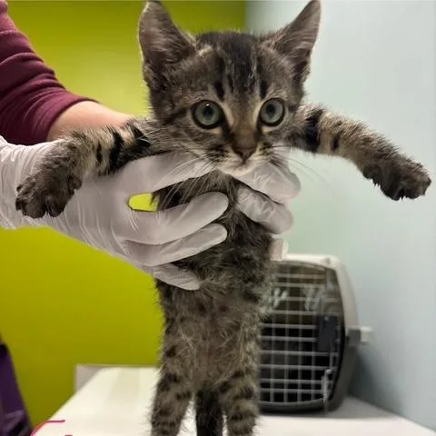 A baby small-sized male Brown / Chocolate Domestic Short Hair cat named Skattebo for adoption in Mooresville, NC