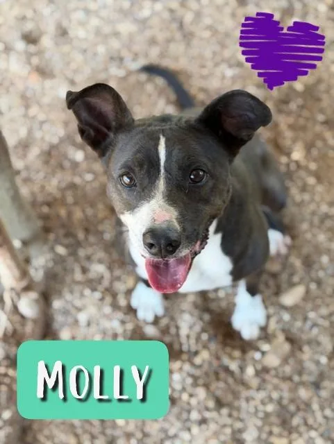 Molly