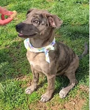 A baby medium-sized female Merle (Blue) Catahoula Leopard Dog dog named Daisy Duke for adoption in Paris, KY