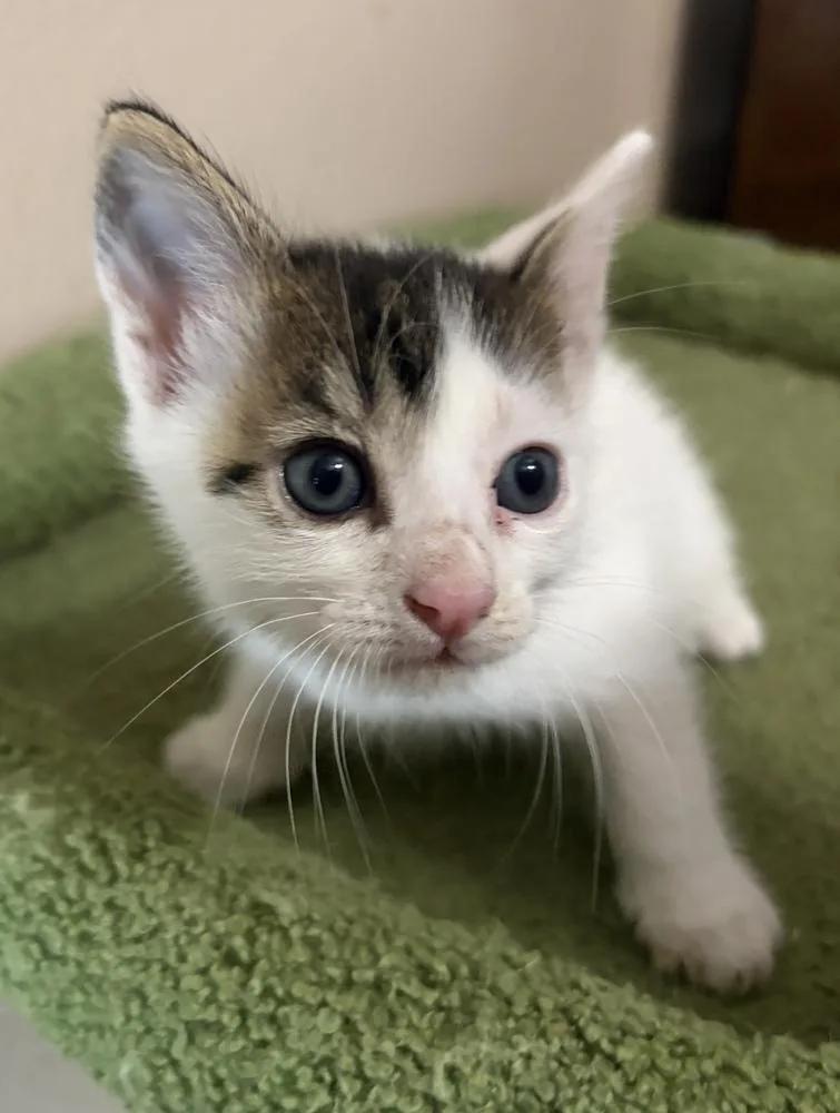 A baby small-sized male Gray & White Domestic Short Hair cat named Mongo for adoption in Orlando, FL