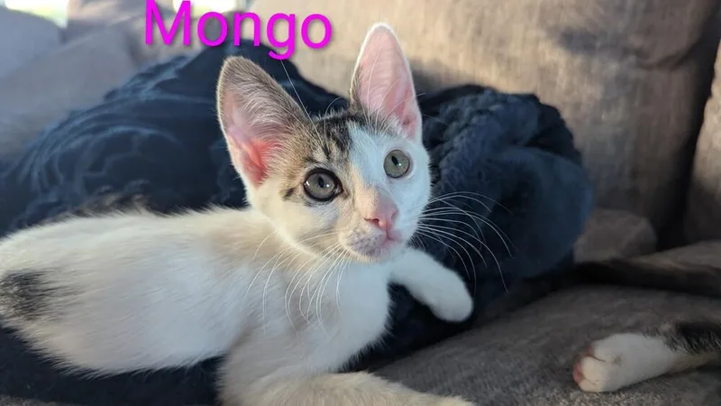 Mongo thumbnail 2