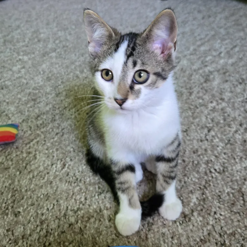 A baby medium-sized male Gray & White Domestic Short Hair cat named Graham for adoption in Swartz Creek, MI