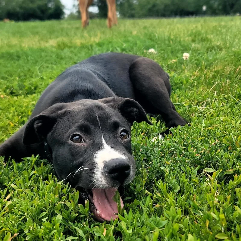 A baby medium-sized female White / Cream Mixed Breed dog named Frito for adoption in Plainfield, IL