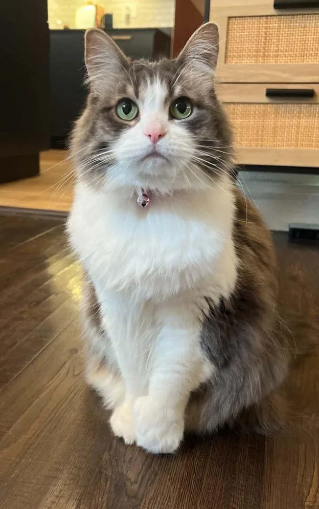 Leia