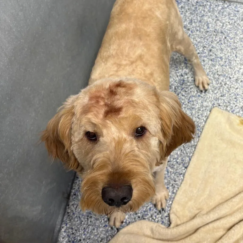 An adult medium-sized male Yellow / Tan / Blond / Fawn Poodle dog named Texas for adoption in Greenville, SC