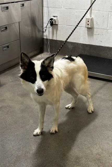 A young large-sized female Collie dog named Emily for adoption in Upper Marlboro, MD
