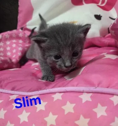 Slim