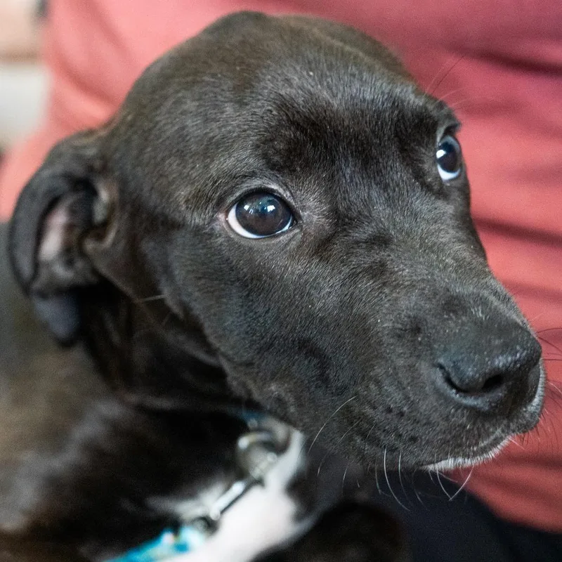A baby small-sized male Black Great Dane dog named Hank for adoption in Chapel Hill, NC