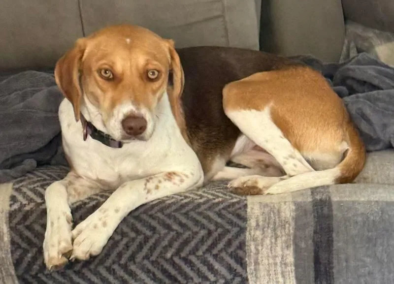 A young medium-sized female Beagle dog named Evie for adoption in Coppell, TX