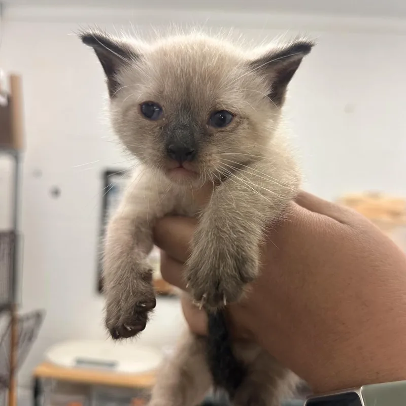 A baby small-sized male Cream / Ivory Siamese cat named Rob for adoption in Edinburg, TX