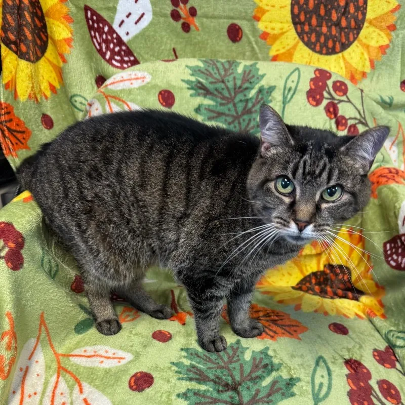 A senior small-sized female Brown / Chocolate Domestic Short Hair cat named Potts for adoption in Kittanning, PA