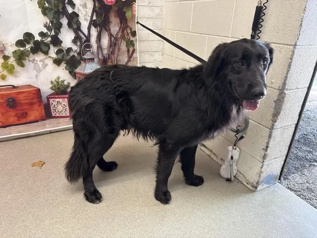 A young large-sized male Flat-Coated Retriever dog named Bellamy for adoption in San Bernardino, CA