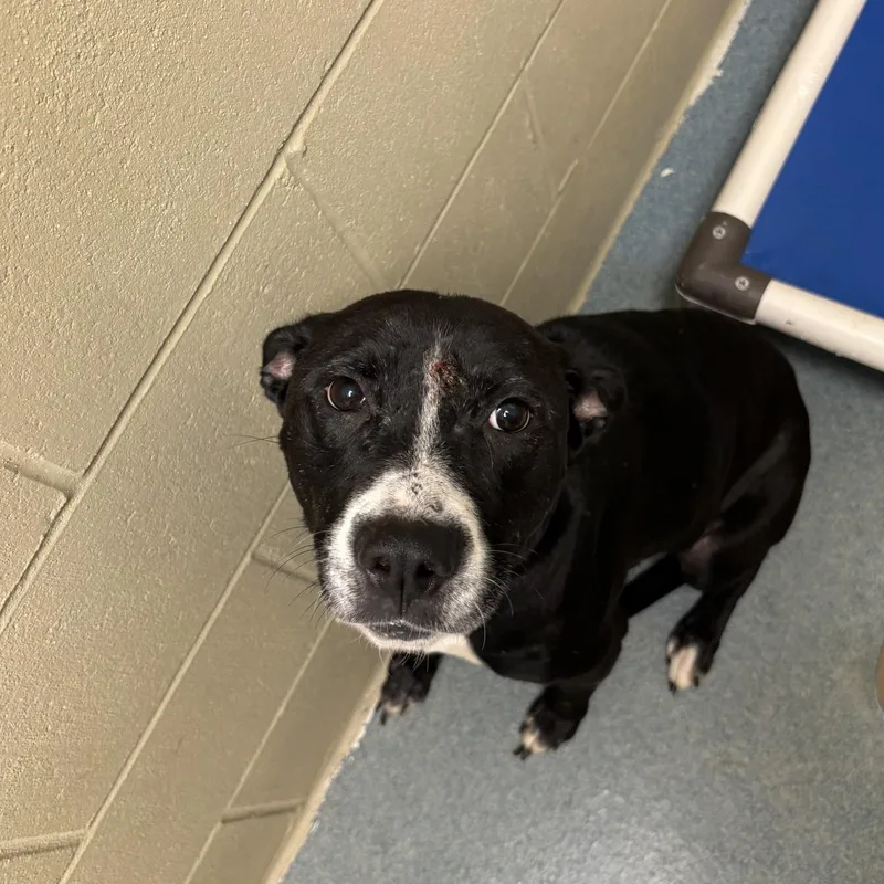 An adult medium-sized female Black Labrador Retriever dog named Angel for adoption in Triadelphia, WV