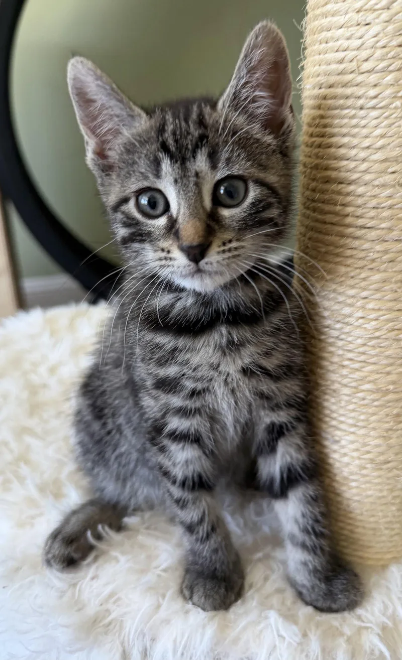 A baby medium-sized female Domestic Short Hair cat named Tax Evasion for adoption in Trenton, NJ