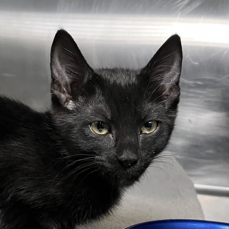 A baby small-sized female Black Domestic Short Hair cat named Tiffany for adoption in Palm Springs, CA