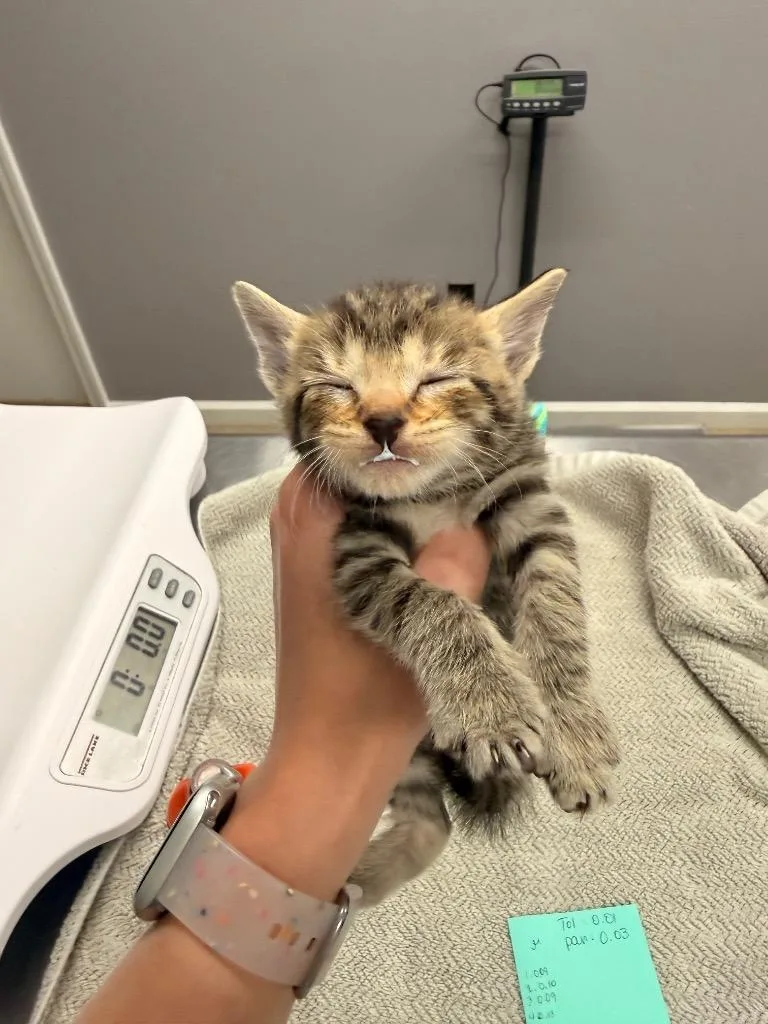 A baby medium-sized male Domestic Short Hair cat named Orion for adoption in Burnsville, NC