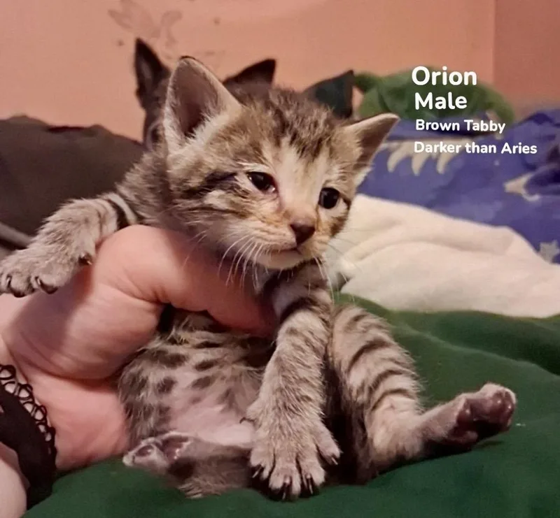 Orion thumbnail 2