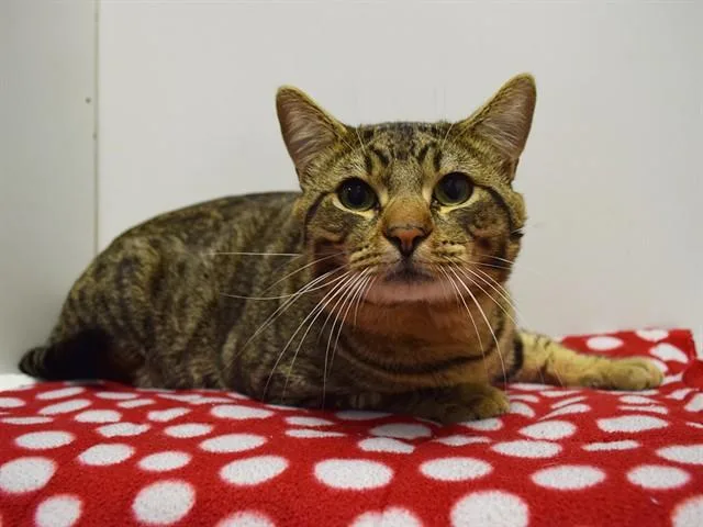 An adult medium-sized male Domestic Short Hair cat named Xavier for adoption in Sacramento, CA