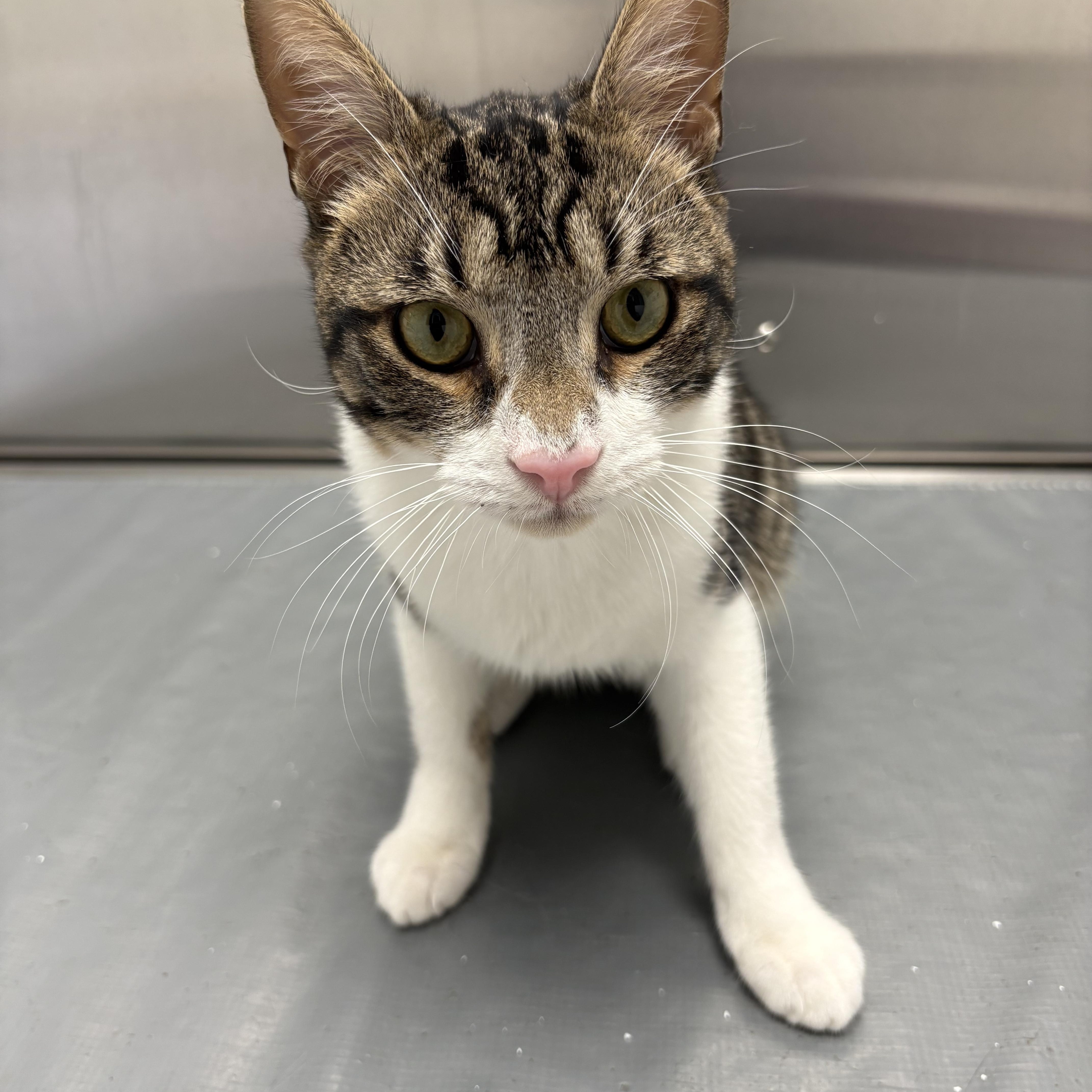 A young small-sized male Tabby (Buff / Tan / Fawn) Domestic Short Hair cat named Lee for adoption in Warminster, PA