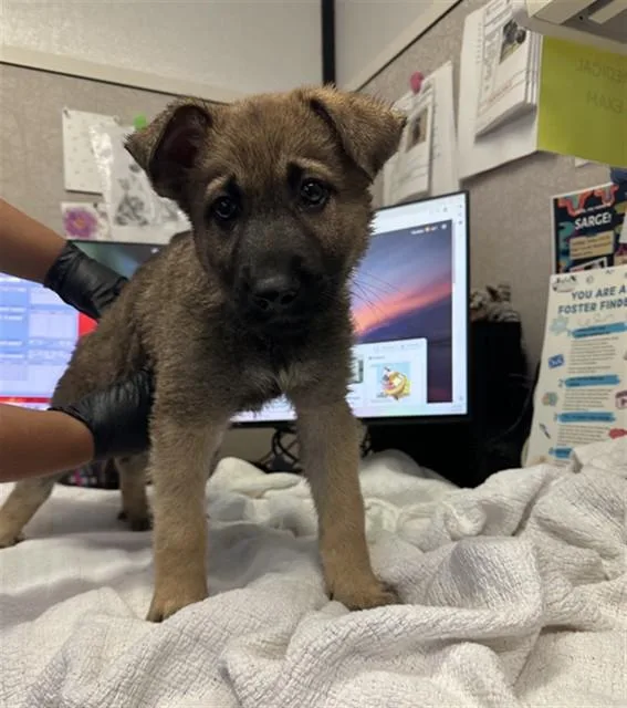 A baby small-sized male German Shepherd Dog dog named Mario for adoption in Stockton, CA