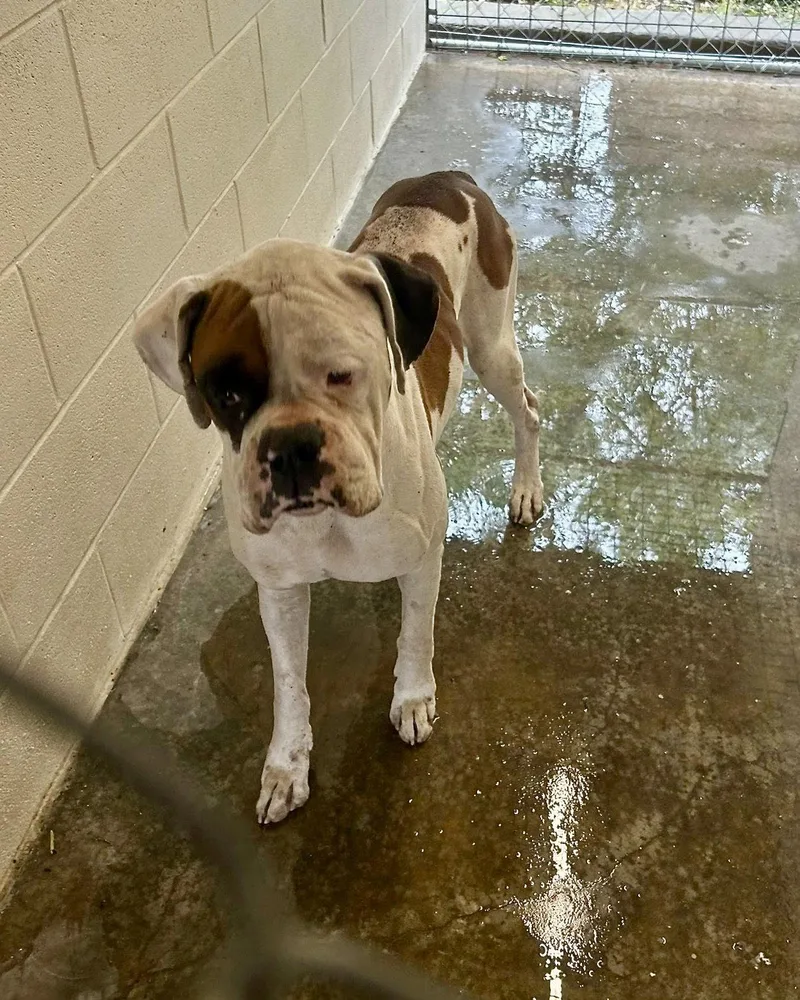 An adult large-sized male Boxer dog named Summit for adoption in Monticello, NY
