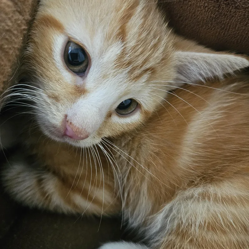 A baby large-sized male Orange / Red Domestic Short Hair cat named Mac for adoption in Seneca, SC
