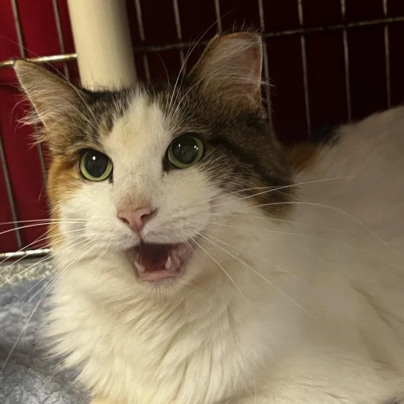 A senior small-sized female Calico Domestic Long Hair cat named Paws for adoption in Brighton, MO