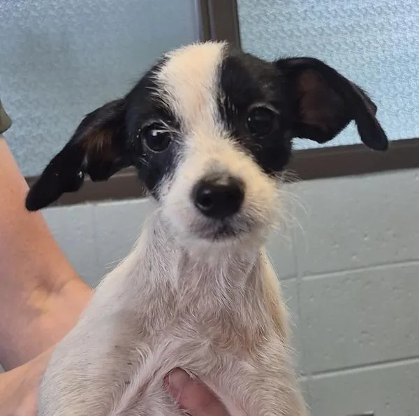 A baby small-sized female Chihuahua dog named Pen Patty for adoption in Lawrenceville, GA