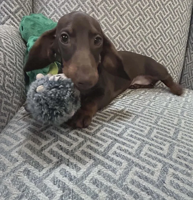 A baby small-sized female Dachshund dog named Maymay for adoption in Richmond, KY