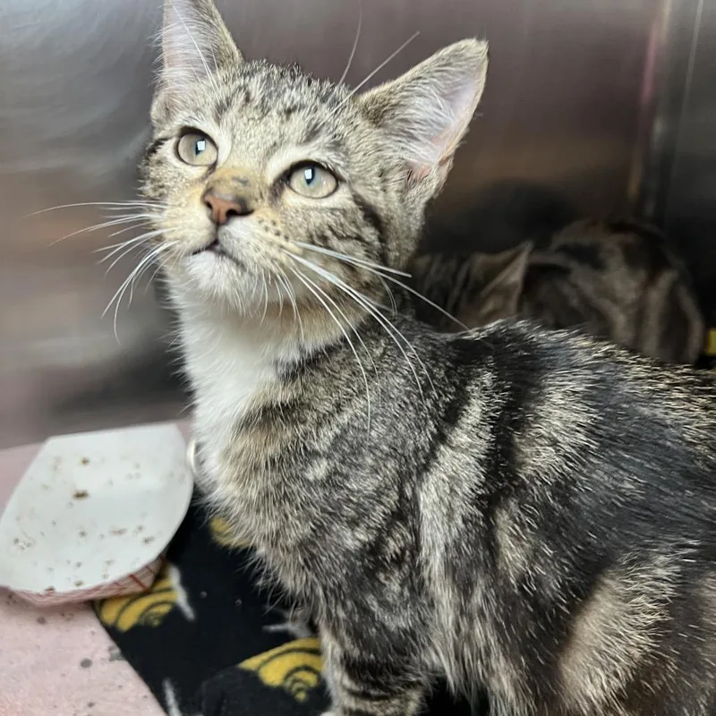 A baby small-sized female Brown / Chocolate Domestic Short Hair cat named Pool Noodle for adoption in Matteson, IL