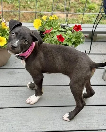 A baby medium-sized female Pit Bull Terrier dog named Tiffany Lynn for adoption in Malvern, PA