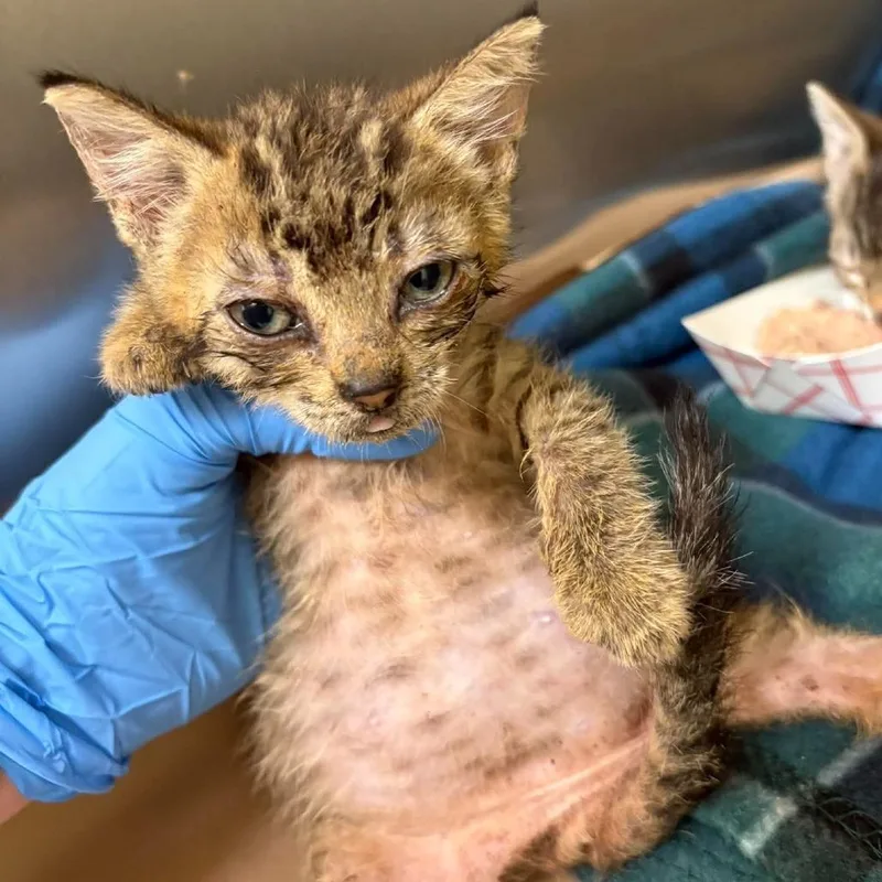 A baby small-sized female Brown / Chocolate Domestic Short Hair cat named Saki for adoption in Bastrop, TX