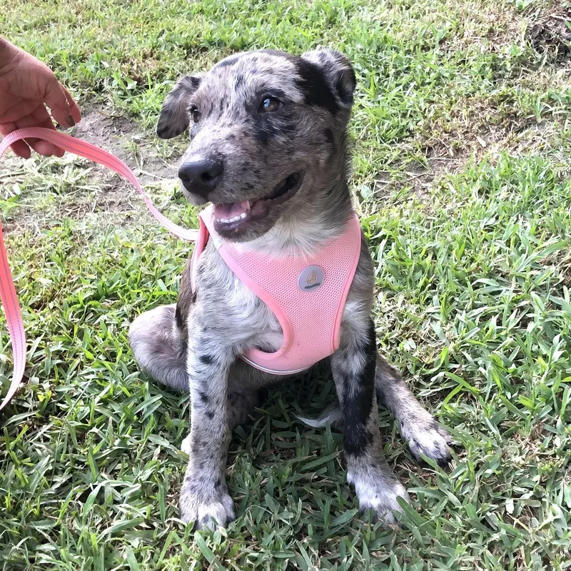A baby medium-sized female Tricolor (Brown, Black, & White) Shepherd dog named Moana for adoption in Conroe, TX