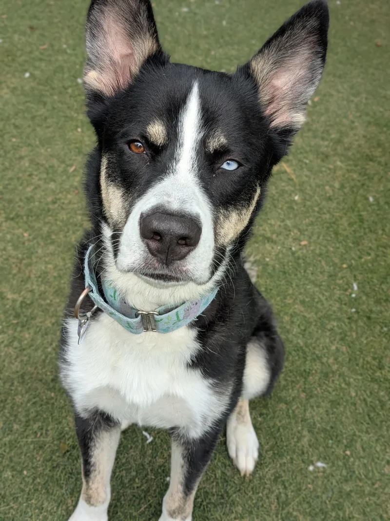 An adult medium-sized male Husky dog named Phineas for adoption in Sudbury, MA