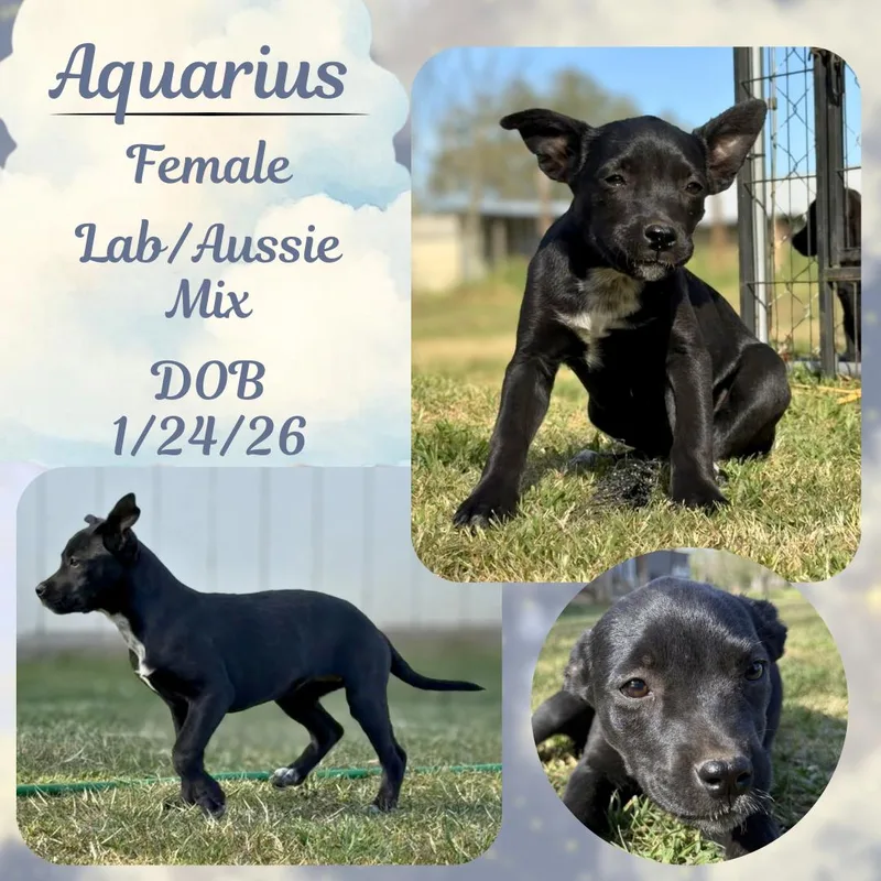 A baby medium-sized female Black Labrador Retriever dog named Aquarius for adoption in Caldwell, TX