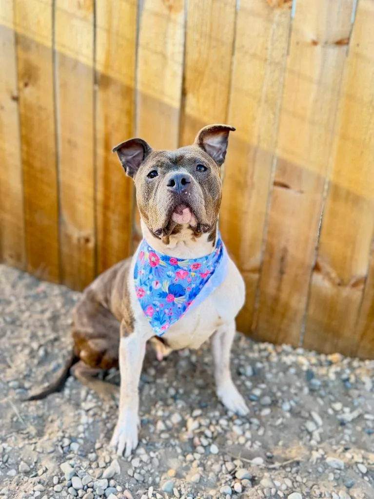A young medium-sized female Mixed Breed dog named C Bellatrix for adoption in Muskegon, MI
