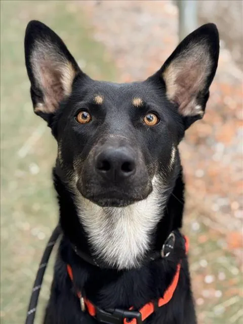 An adult large-sized female Australian Kelpie dog named Clover for adoption in Woodland, CA