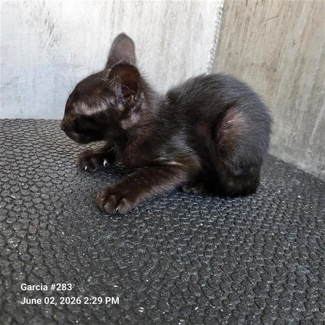 A baby small-sized male Domestic Short Hair cat named Mickey for adoption in San Antonio, TX