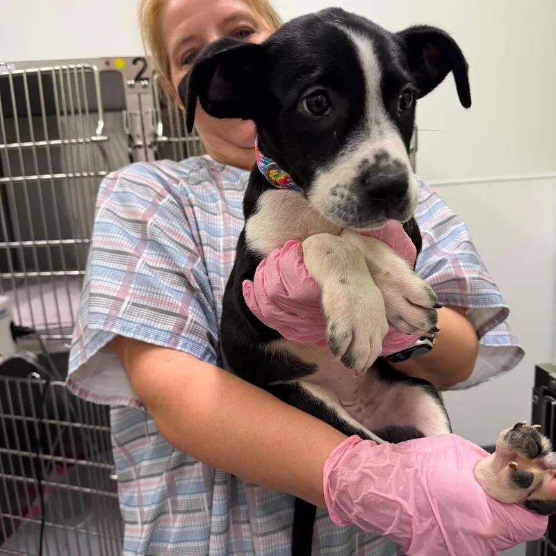 A baby medium-sized female Black Pit Bull Terrier dog named Hacky Sack for adoption in Austin, TX