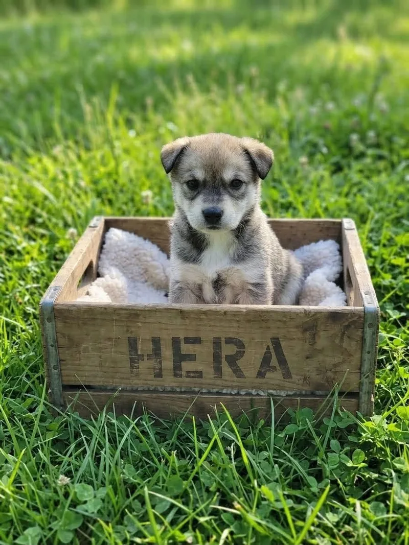 Hera