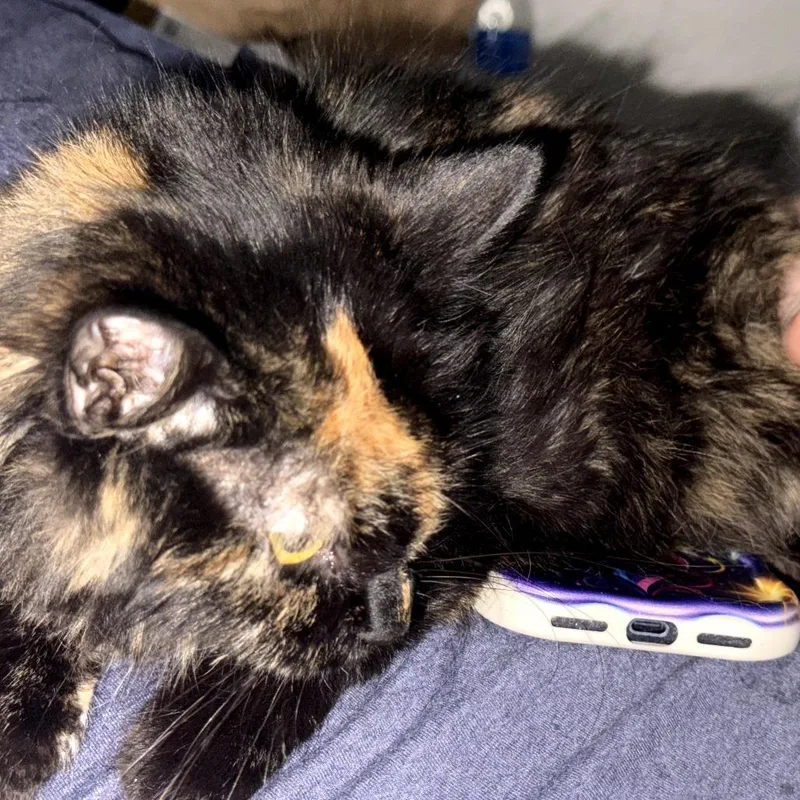 A young medium-sized female Black Domestic Short Hair cat named Caico for adoption in Ringtown, PA