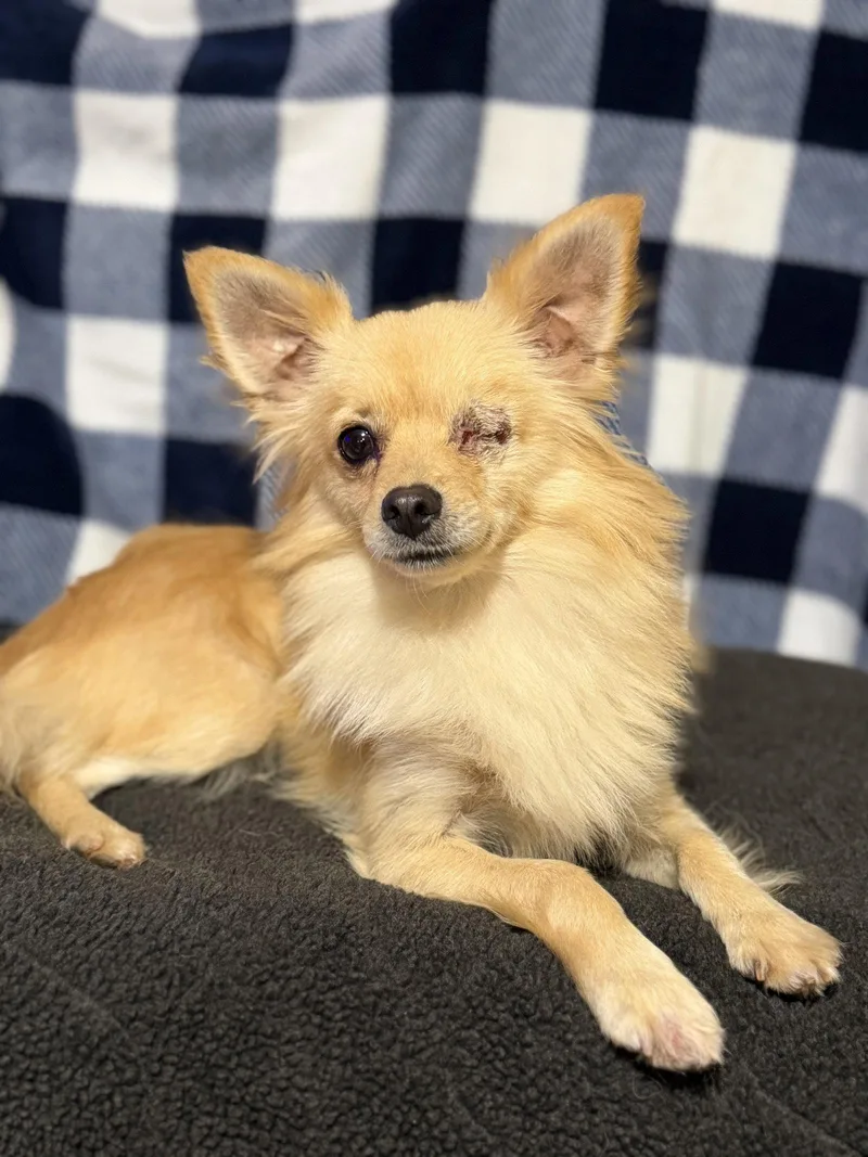 A young small-sized male Pomeranian dog named Rambo for adoption in Garland, TX