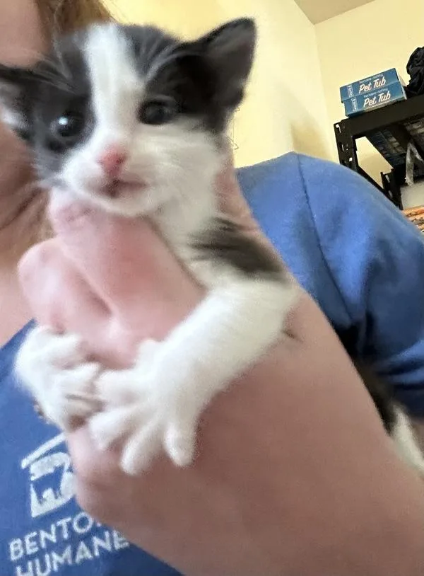 A baby small-sized female Domestic Short Hair cat named Cindy Lou Who for adoption in Kennewick, WA