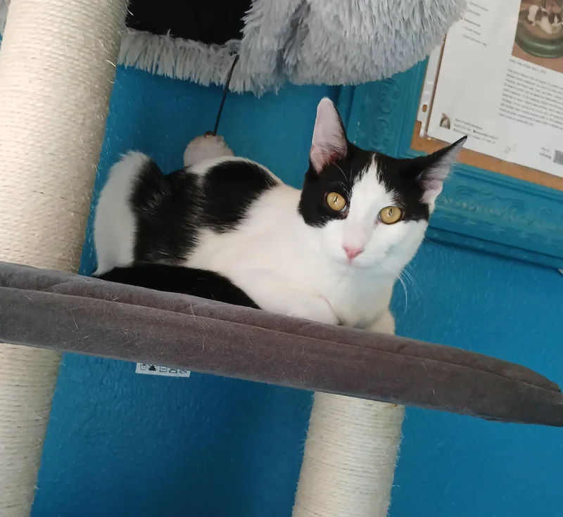A baby medium-sized male White Domestic Short Hair cat named Andre for adoption in Houston, TX