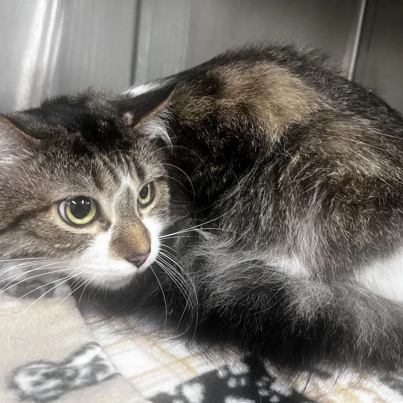 A senior extra large-sized male Brown / Chocolate Domestic Medium Hair cat named Leo for adoption in Tulsa, OK