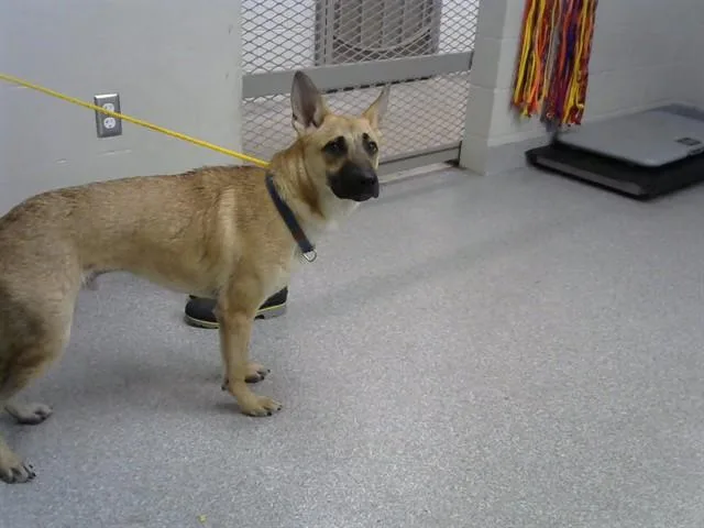 A young medium-sized male Belgian Shepherd / Malinois dog named A for adoption in Pasadena, TX