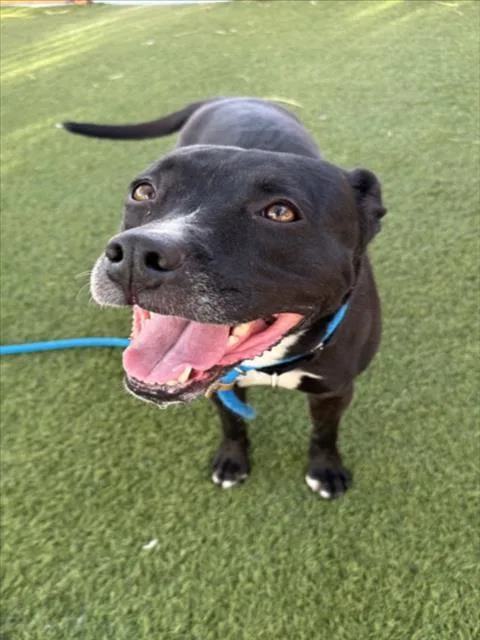 An adult large-sized female Staffordshire Bull Terrier dog named Syn'Cere for adoption in Las Vegas, NV