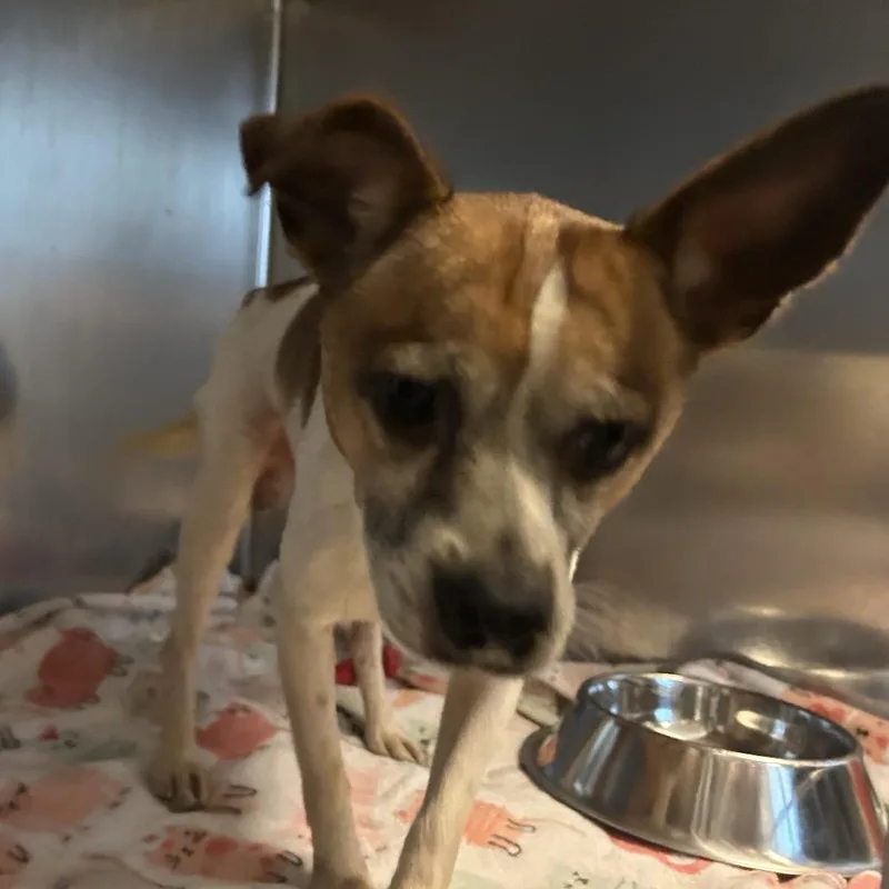 An adult small-sized male Mixed Breed dog named Chi for adoption in Asheville, NC